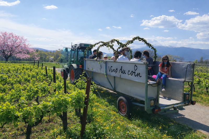 Double chasse aux bonbons Vignes & Fluo, dégustation de vins à Soral — Photo 4