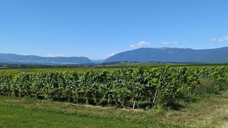 Chasse aux bonbons, Loto Bulle & Dégustation de vin à Satigny — Photo 10