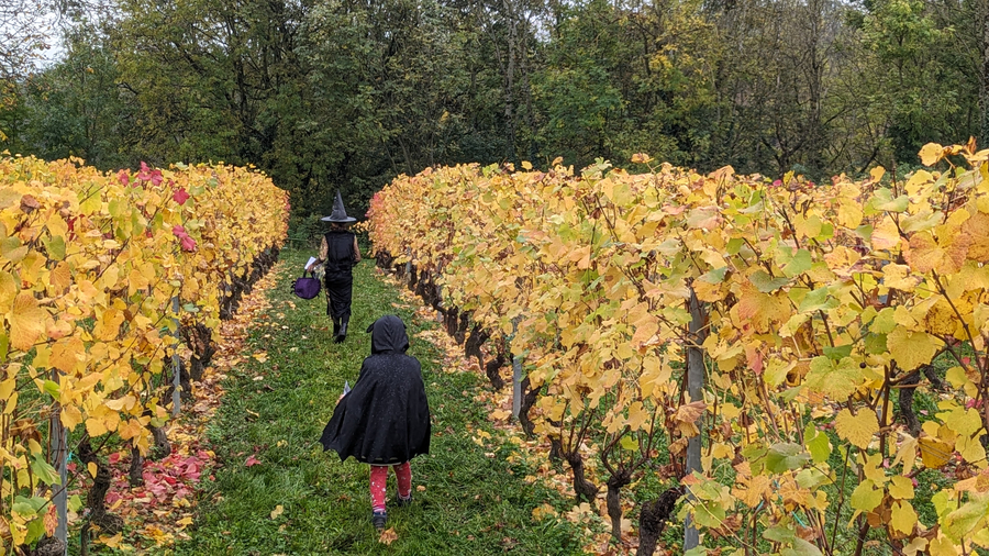 Enfants déguisés participant à une chasse aux bonbons dans les vignes en automne.