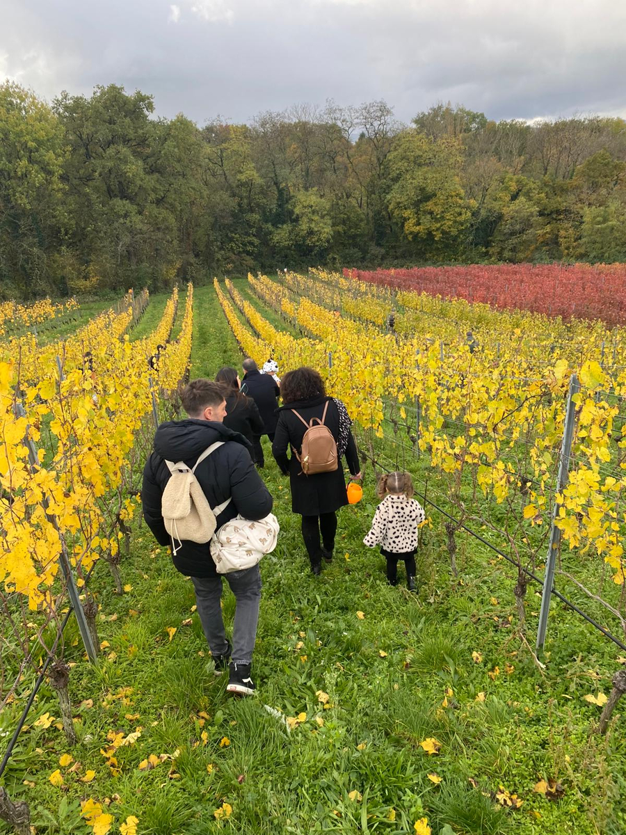 Familles en chasse aux bonbons dans les vignes en automne.