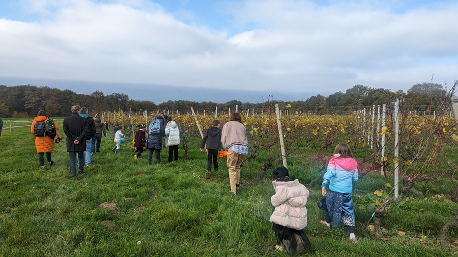 Parents et enfants cherchant des bonbons dans les vignes à Hallomania.