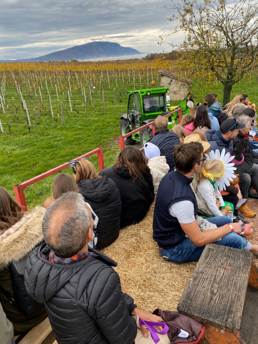 Balade en char viticole dans les vignes pendant le festival Hallomania.