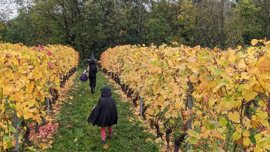 Enfants déguisés participant à une chasse aux bonbons dans les vignes en automne.